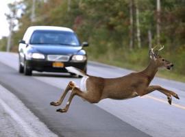 deer-road.jpg